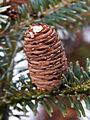 Abies koreana Blue Magic IMG_4729 Jodła koreańska